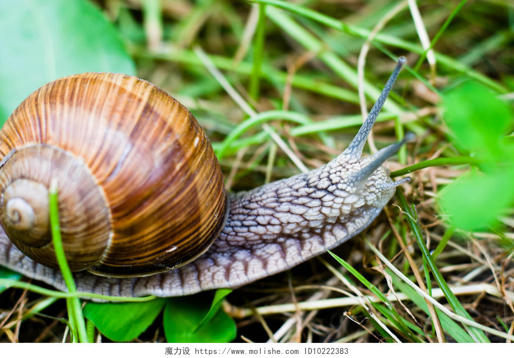 草地上爬行的蜗牛传统二十四节气24节气惊蛰
